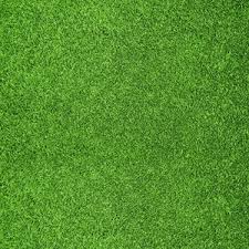 טפט דשא ירוק